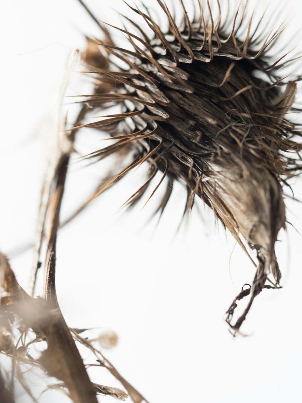 brown and black feather on white background