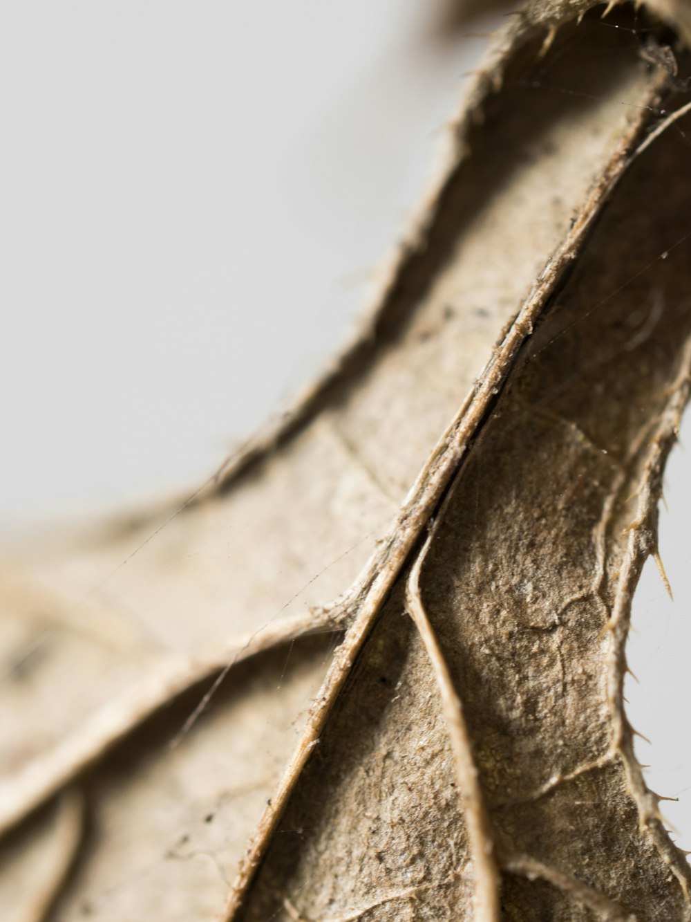 brown dried leaf in close up photography
