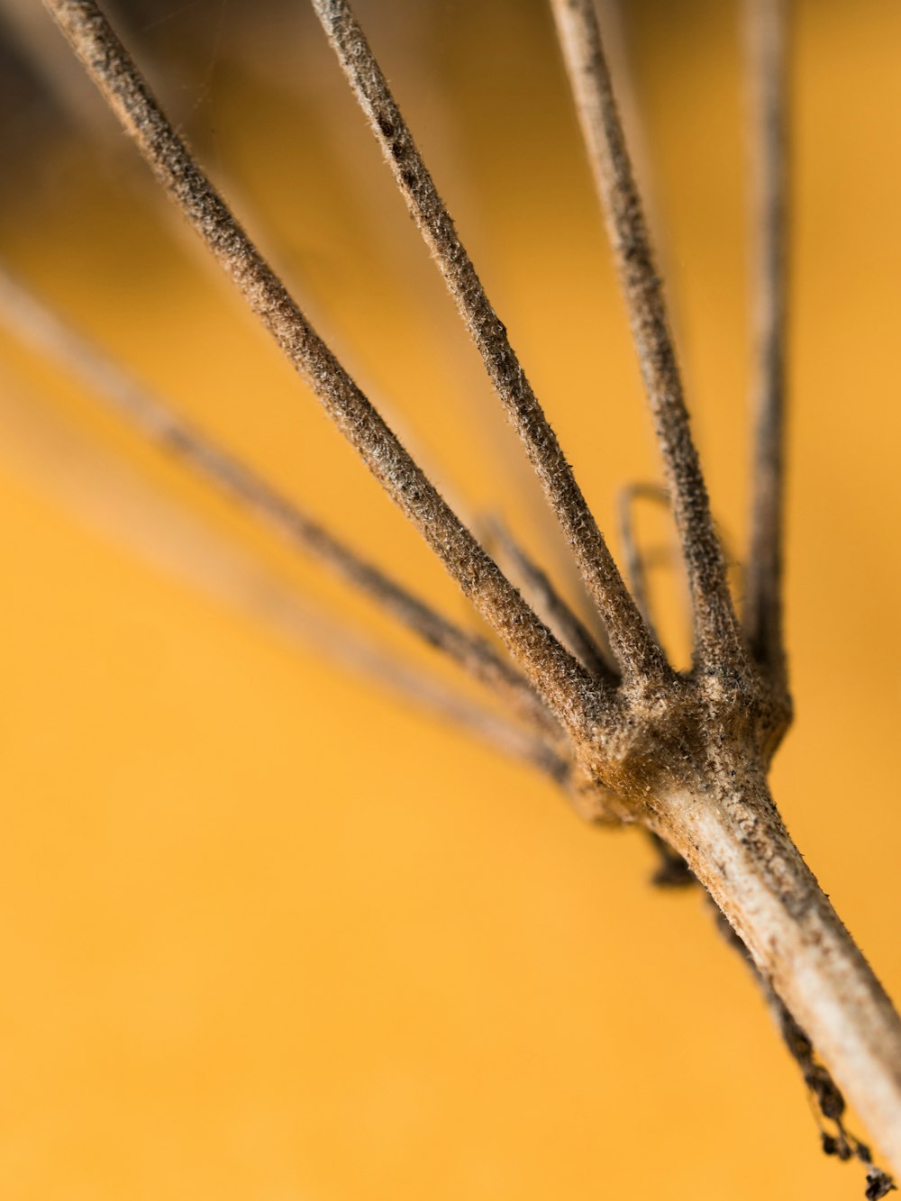 brown stick with water droplets