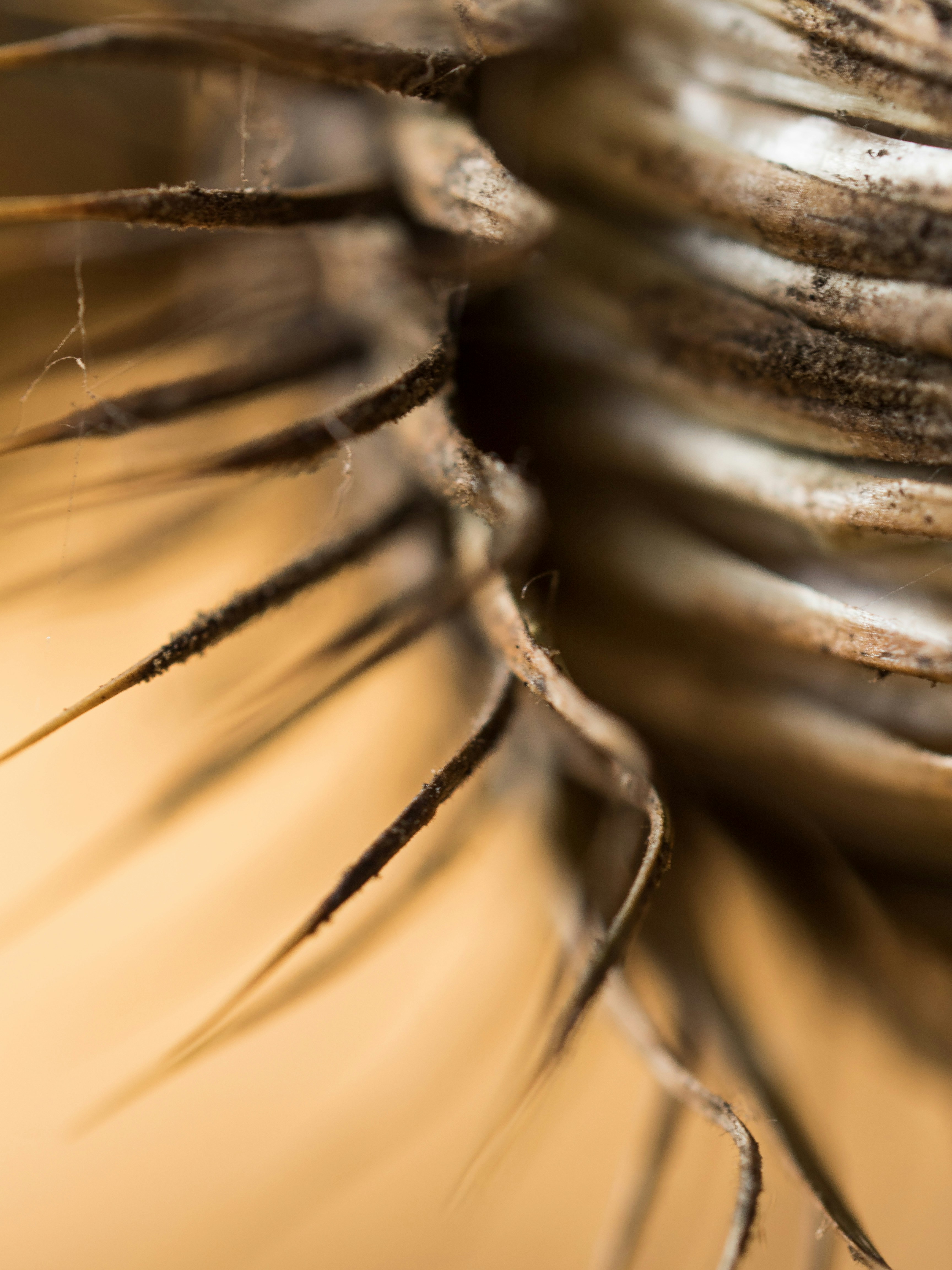 What Renaissance Graffiti Reveals About Ordinary Lives