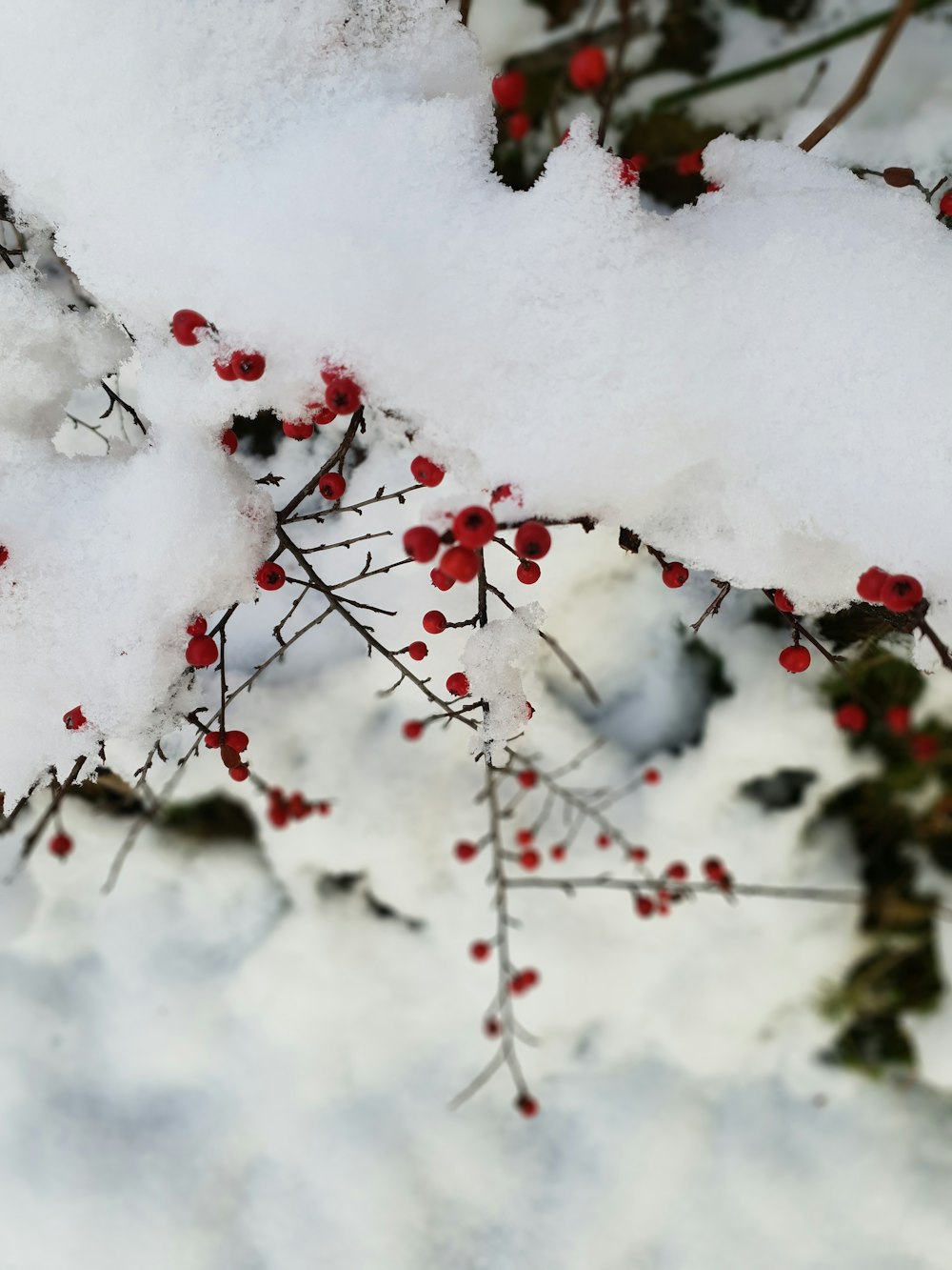 red round fruits covered with snow