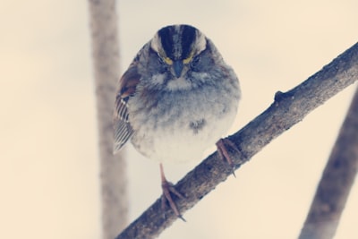 blue and white bird on brown tree branch