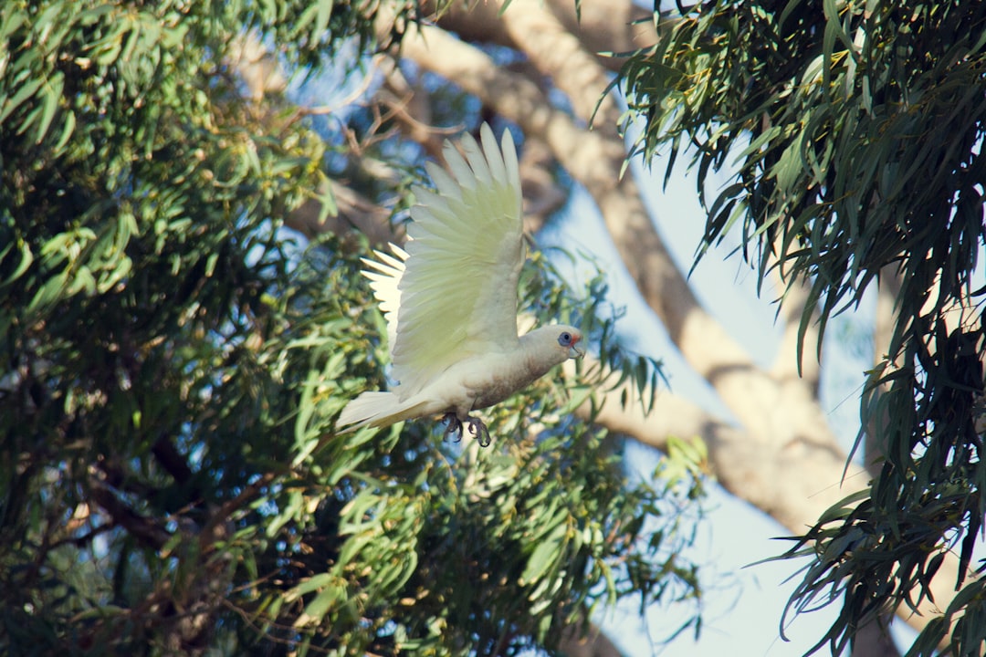 white bird perched on tree branch during daytime