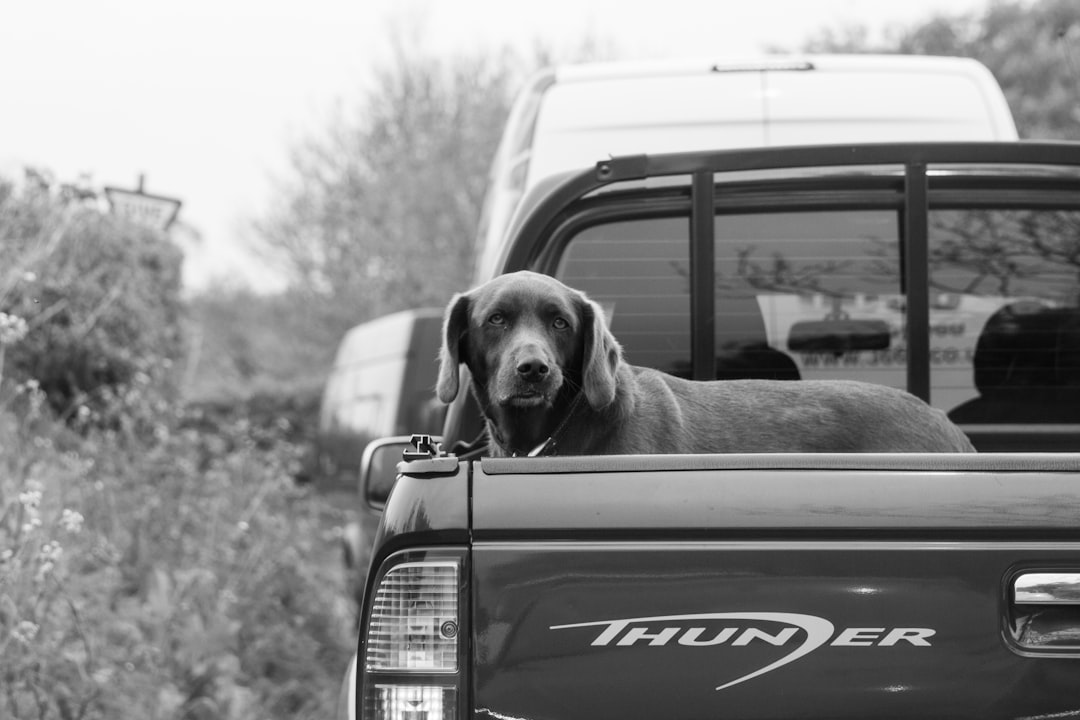 grayscale photo of short coated dog in car