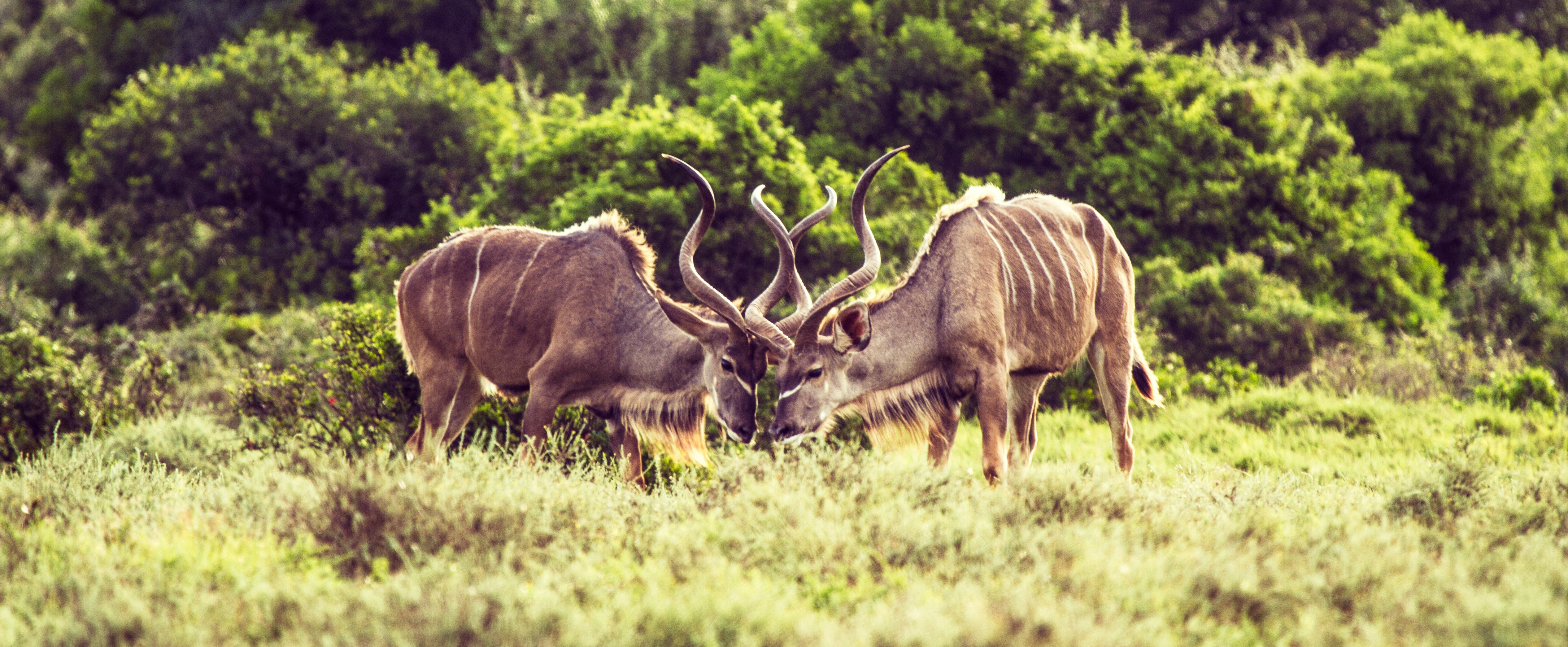 brown deer on green grass field during daytime