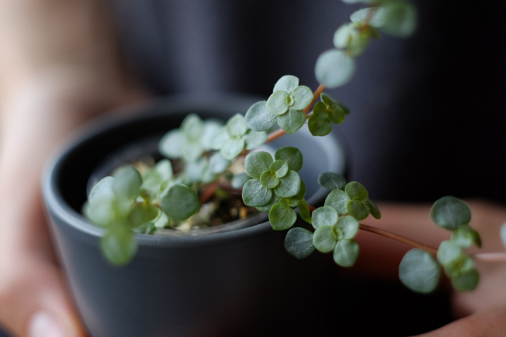 pianta verde su vaso nero