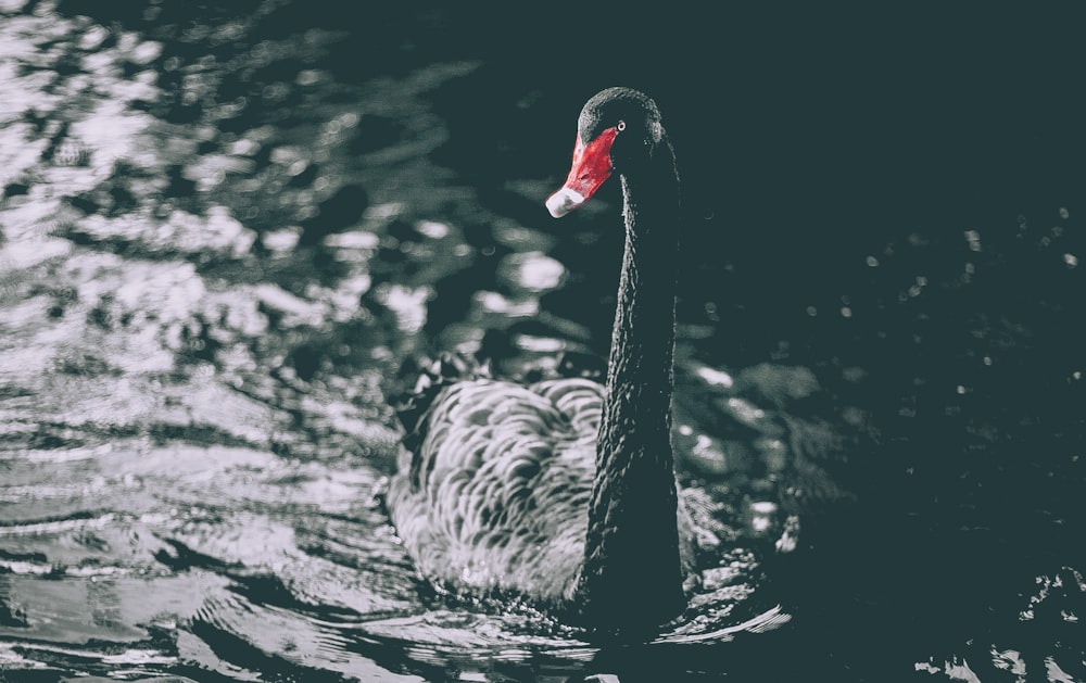 black swan on body of water
