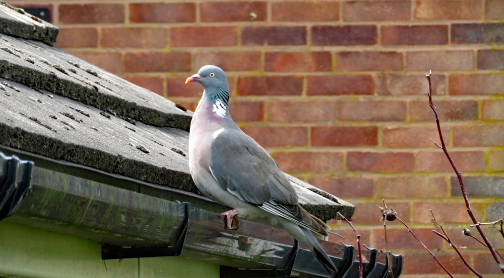 oiseau blanc et gris sur clôture en bois marron