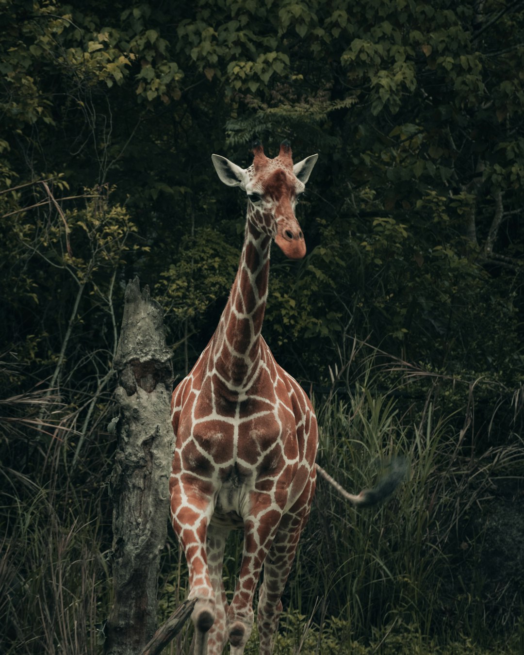 brown giraffe standing on green grass during daytime