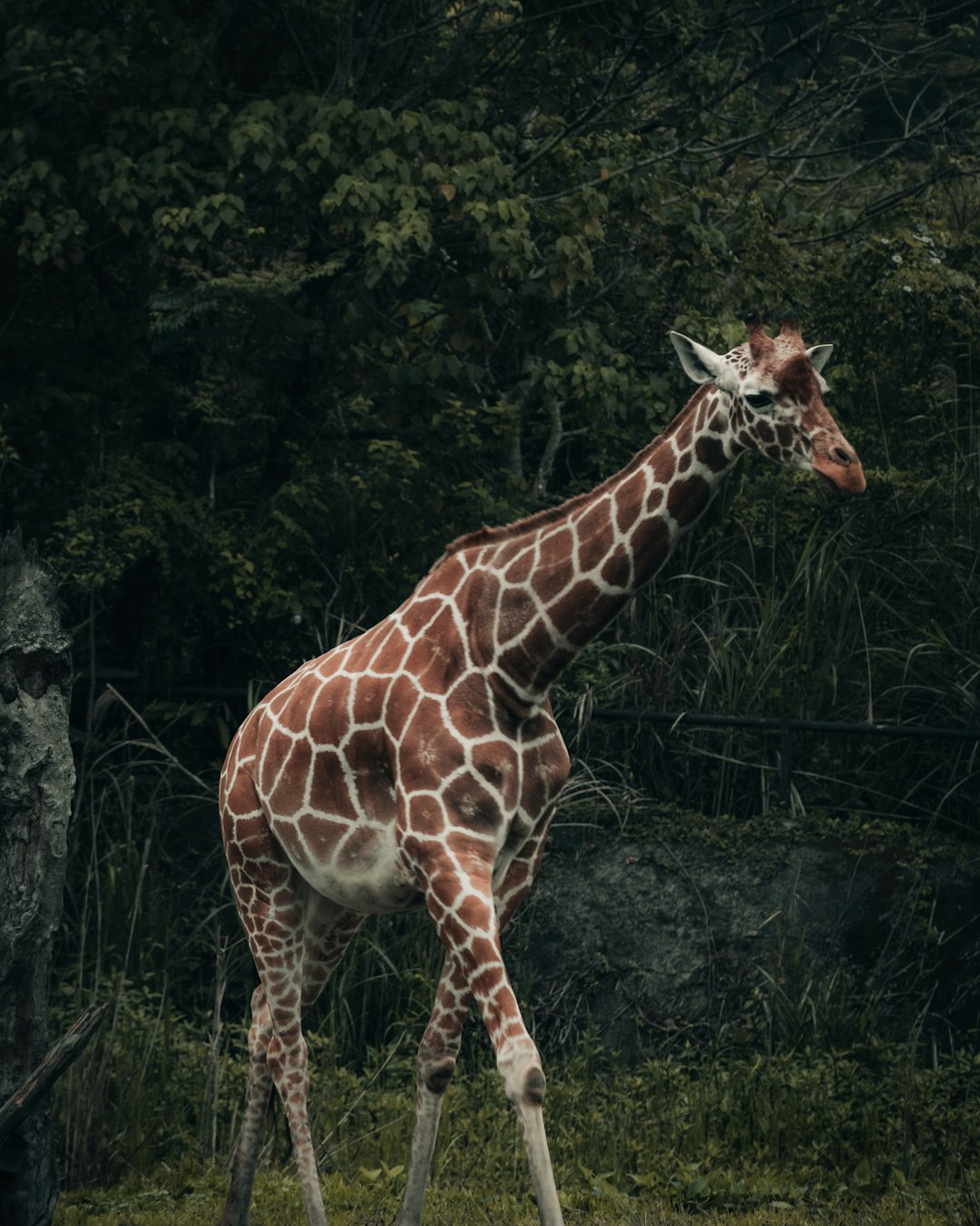 brown giraffe standing on green grass during daytime