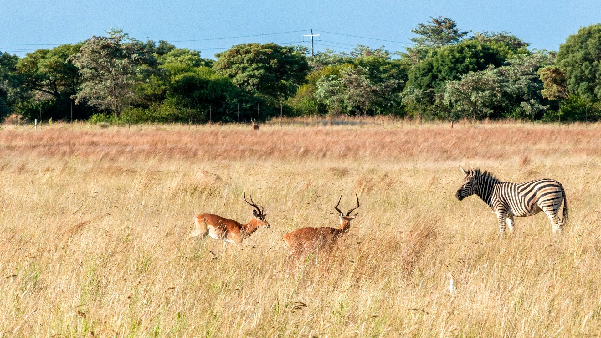 brown deer on brown grass field during daytime