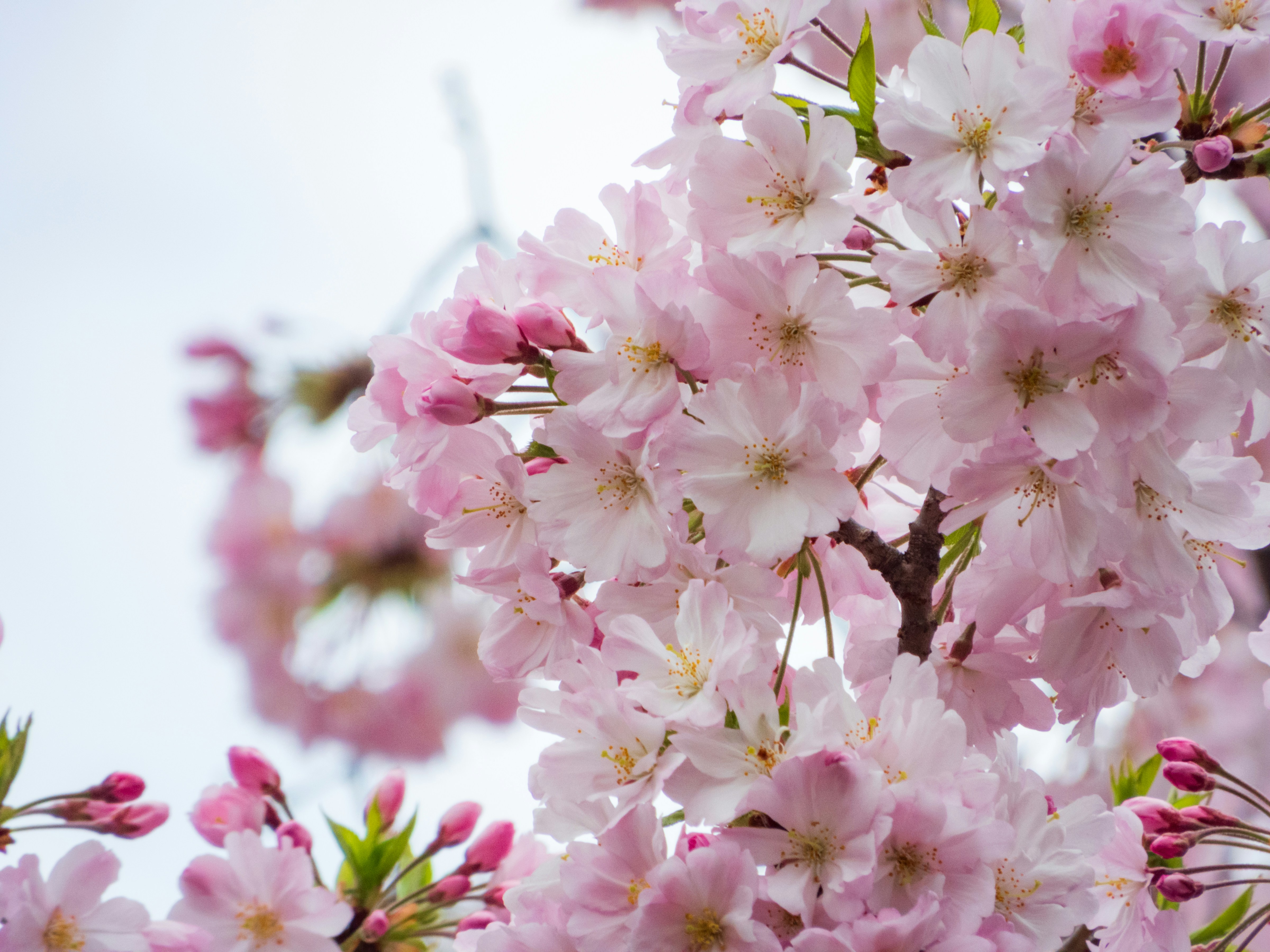 Photo by heppoko_yama