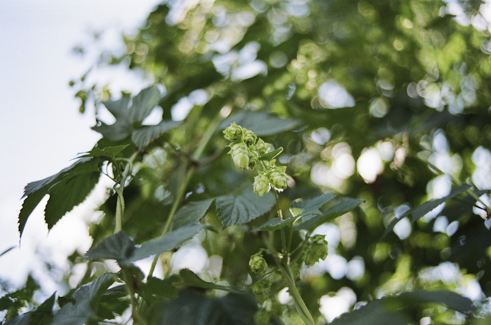 green leaves in tilt shift lens