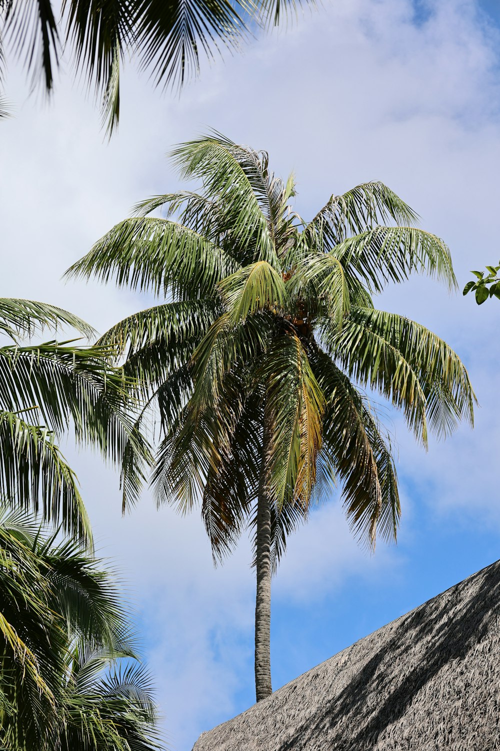 green palm tree under blue sky during daytime