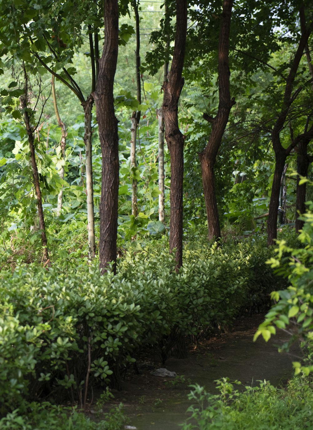 green plants and trees during daytime