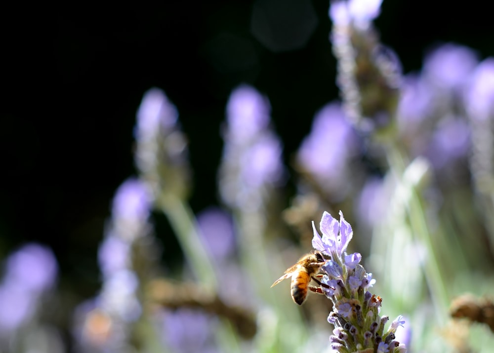 brown bee on purple flower