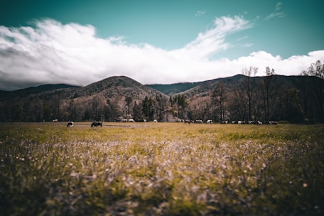 A serene farm landscape with rescued animals grazing peacefully in a green pasture.