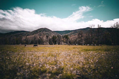 A serene landscape with rescued animals grazing peacefully in a green field.