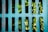 A metal grating covers a surface with several green plants growing through its slits. The grating displays the words 'NEENAH FOUNDRY CO' along the left side. The plants appear vibrant against the muted color of the metal, suggesting resilience.