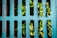 A metal grating covers a surface with several green plants growing through its slits. The grating displays the words 'NEENAH FOUNDRY CO' along the left side. The plants appear vibrant against the muted color of the metal, suggesting resilience.