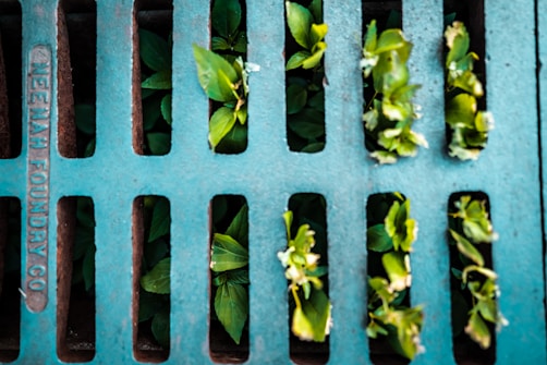 A metal grating covers a surface with several green plants growing through its slits. The grating displays the words 'NEENAH FOUNDRY CO' along the left side. The plants appear vibrant against the muted color of the metal, suggesting resilience.