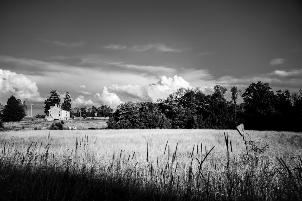 grayscale photo of grass field