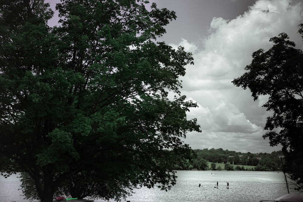 green tree near body of water under cloudy sky during daytime