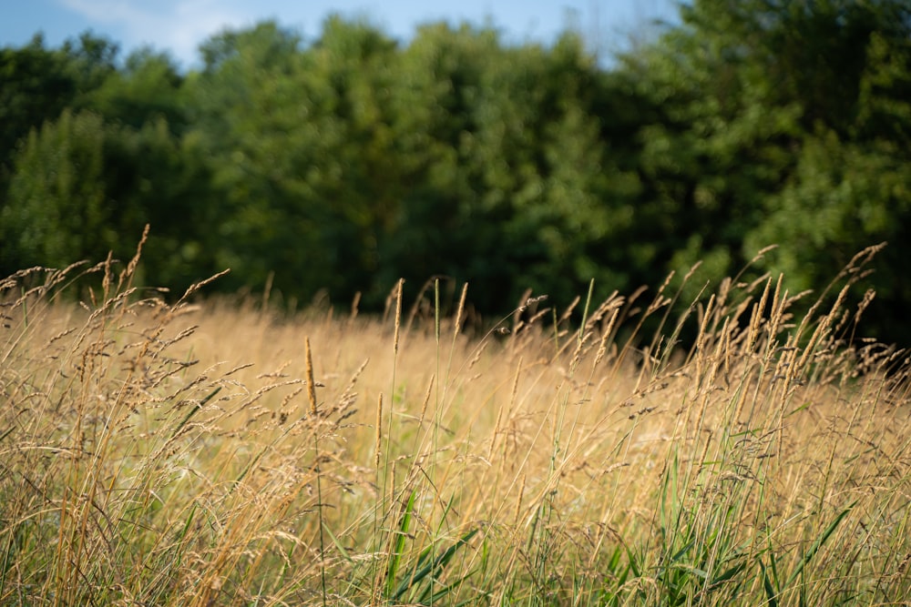 brown grass field during daytime