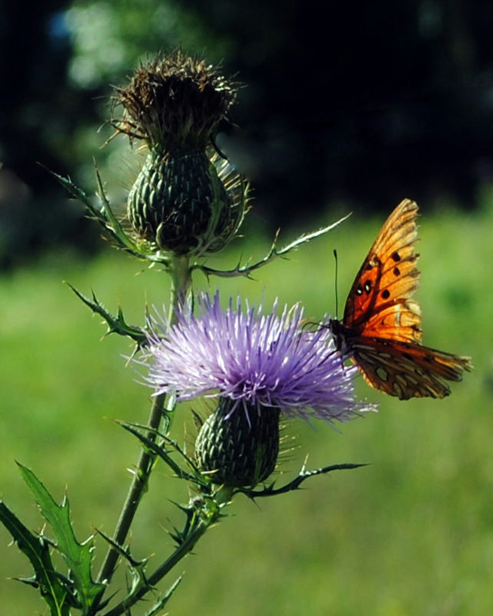 Brauner und schwarzer Schmetterling auf lila Blume