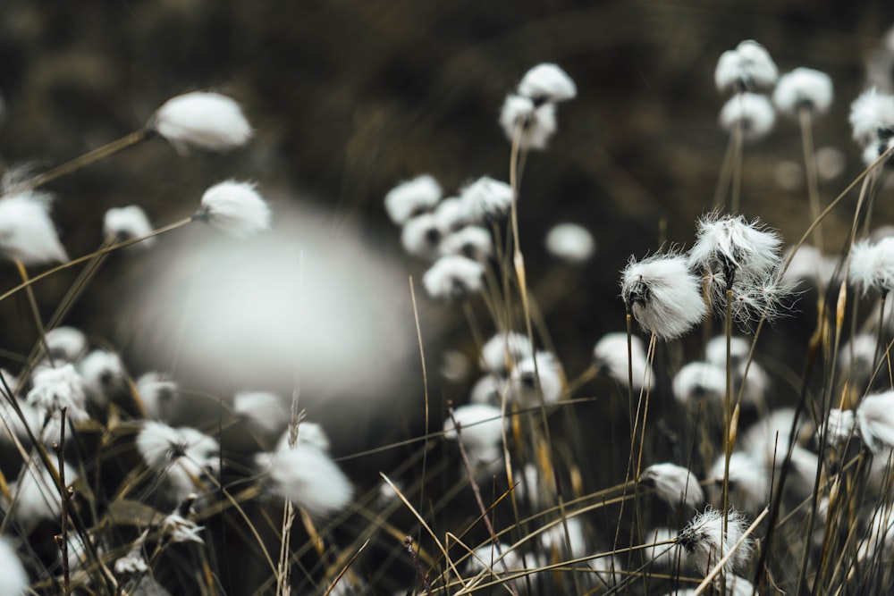 flores brancas na fotografia em tons de cinza