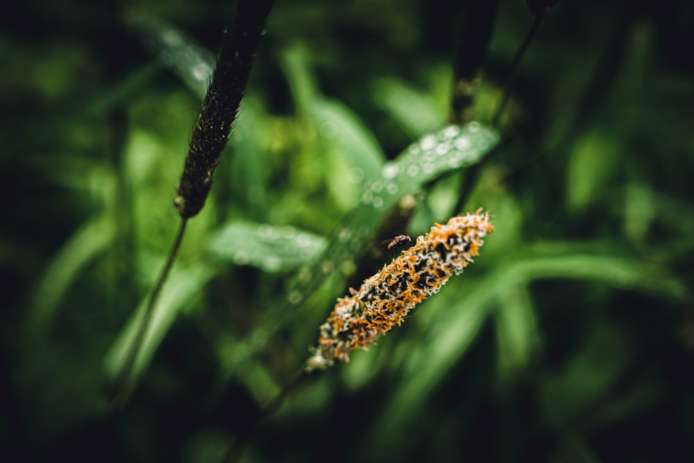 brown and black caterpillar on green plant stem