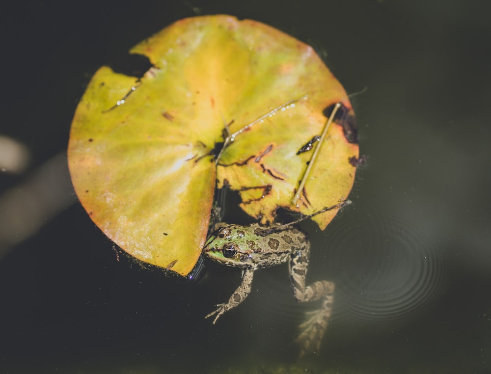 green and black frog on yellow leaf
