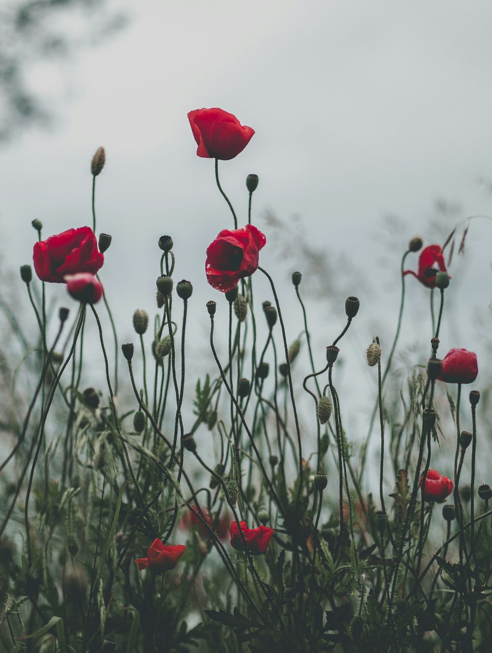 red flower in close up photography