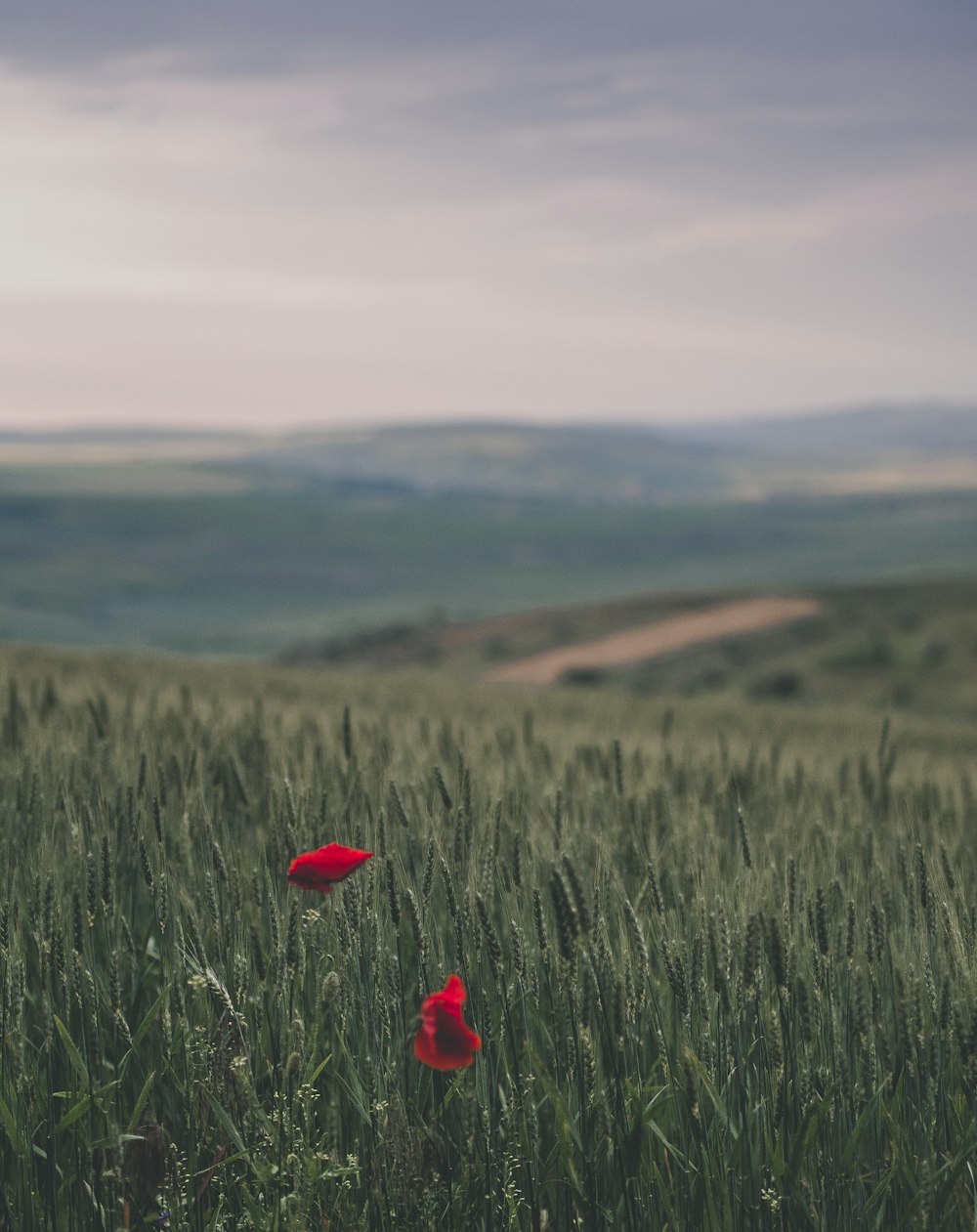 red flower on green grass field during daytime