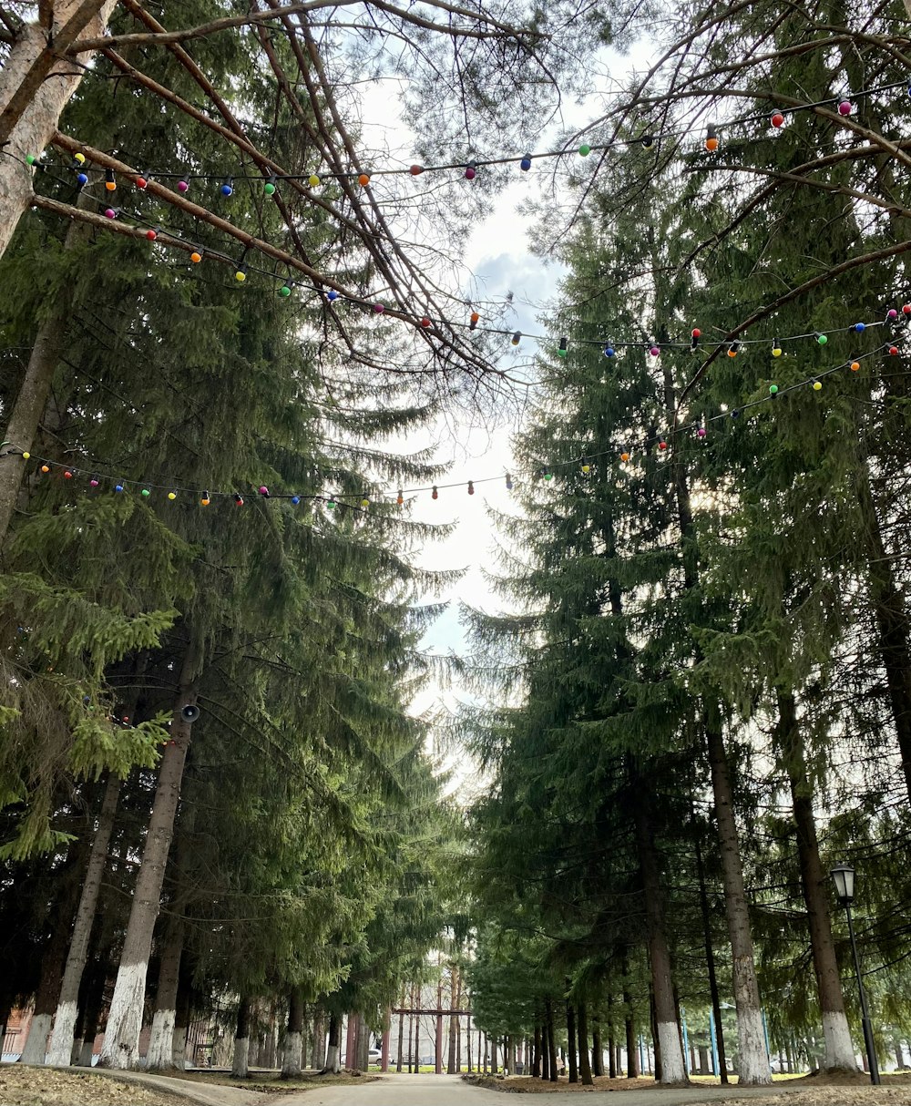 green pine trees during daytime