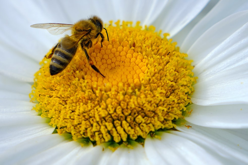 honeybee perched on yellow flower in close up photography during daytime