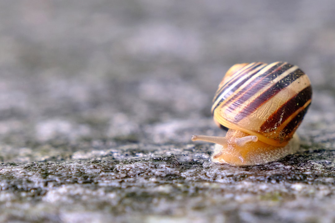 brown snail on gray concrete floor