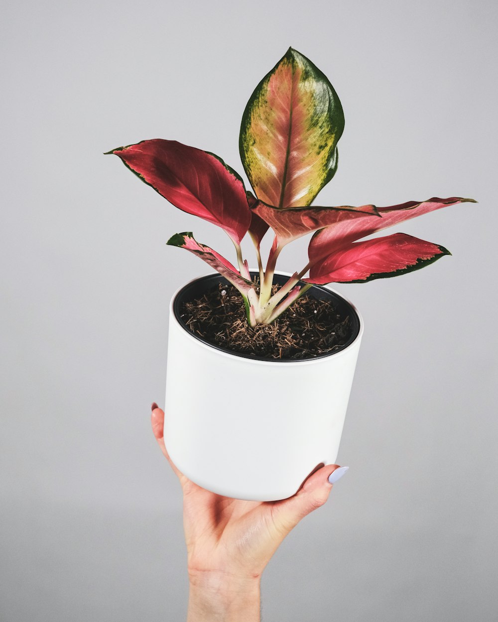 Persona sosteniendo maceta de cerámica blanca con planta verde