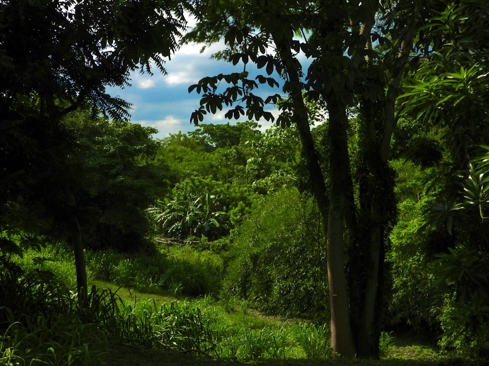 green grass field and green trees under blue sky during daytime