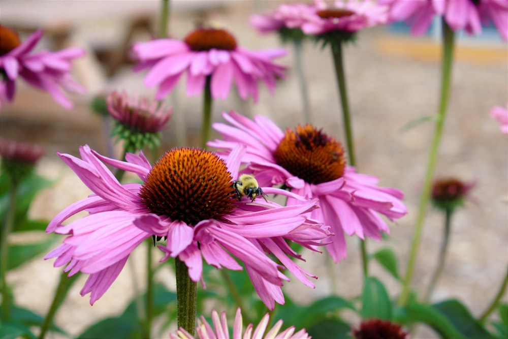 pink and white flower with bee