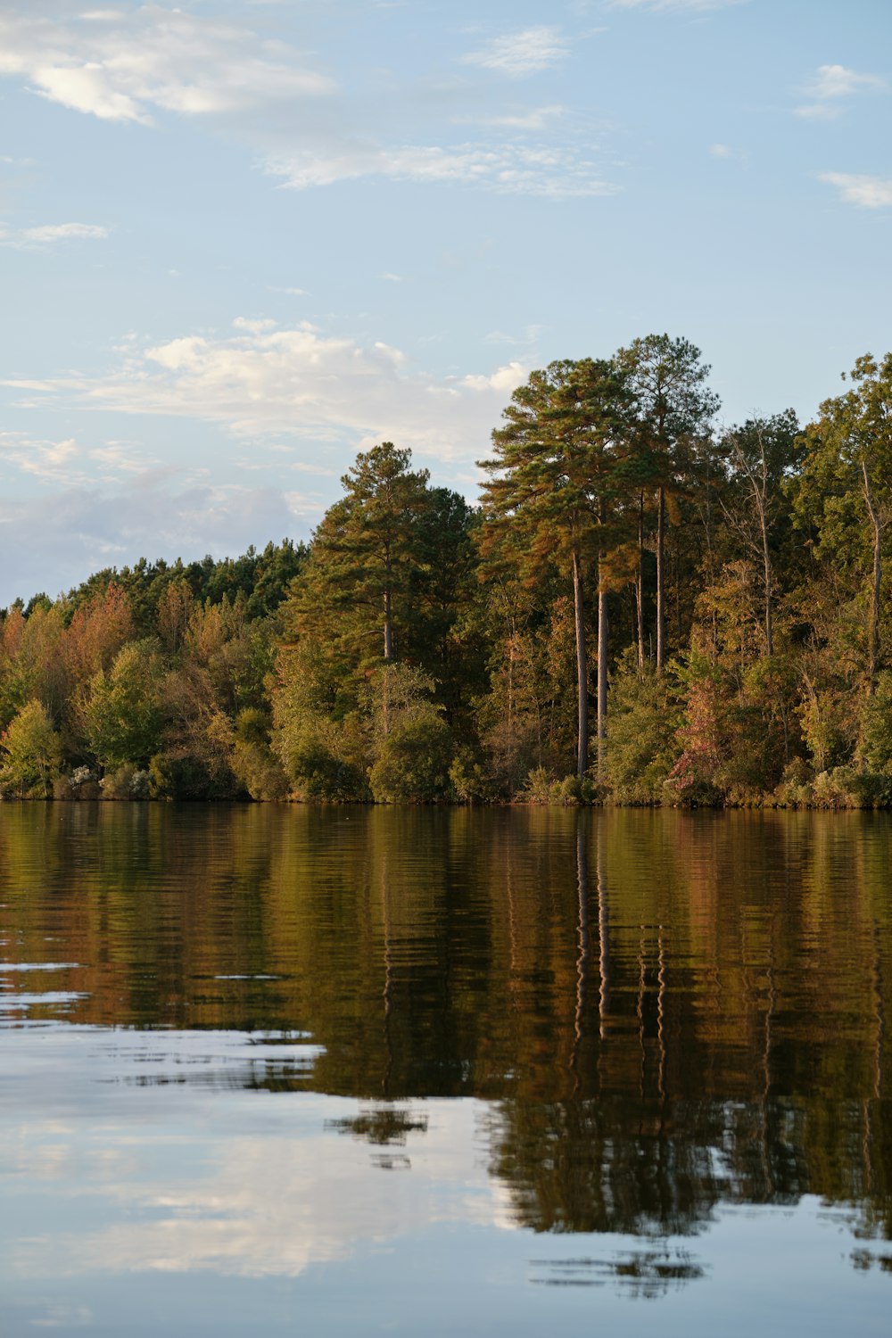 green trees beside body of water during daytime