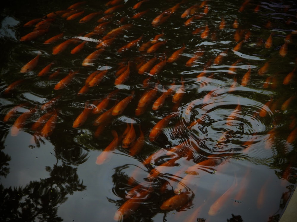 orange koi fish in pond