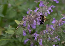 A bumblebee is perched on a cluster of purple flowers amidst lush green foliage. The bee appears to be gathering nectar or pollen, with its wings partially visible. The scene suggests a thriving garden or natural environment.