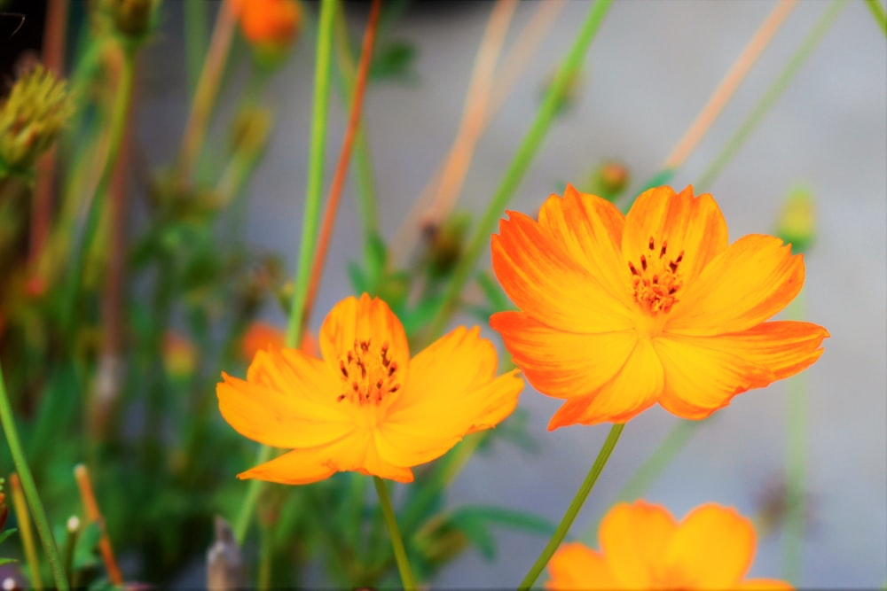 yellow flower in tilt shift lens