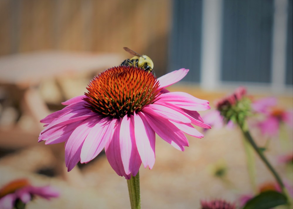 pink and yellow flower in tilt shift lens