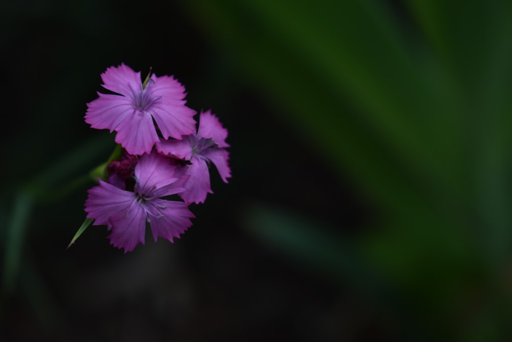 purple flower in tilt shift lens