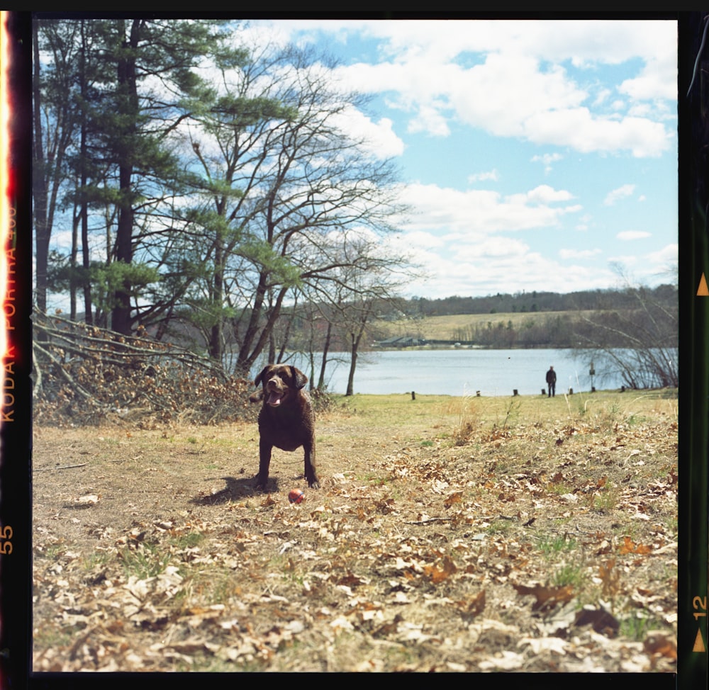 woman in black dress standing on green grass field near body of water during daytime