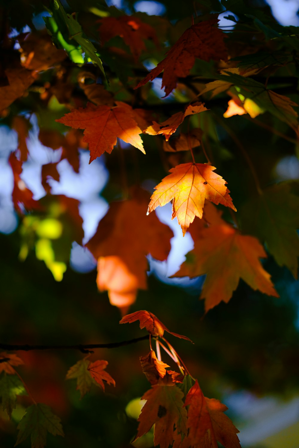 brown maple leaves in tilt shift lens