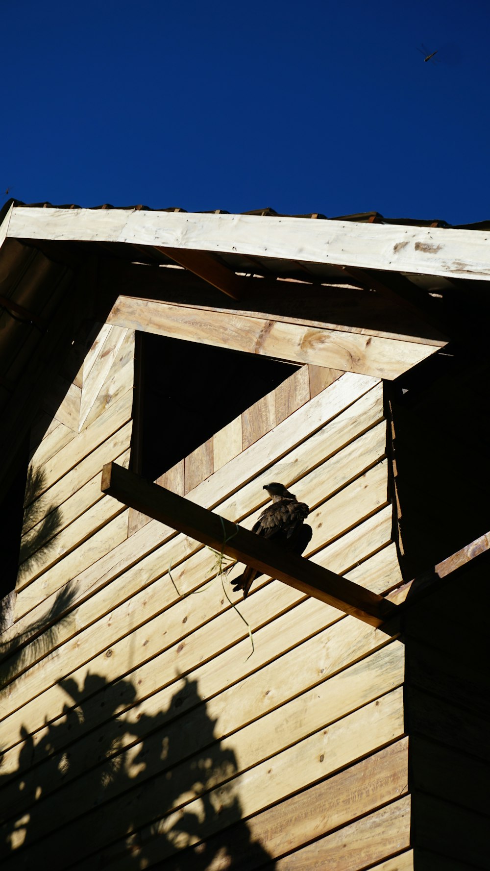 bird on brown wooden roof during daytime