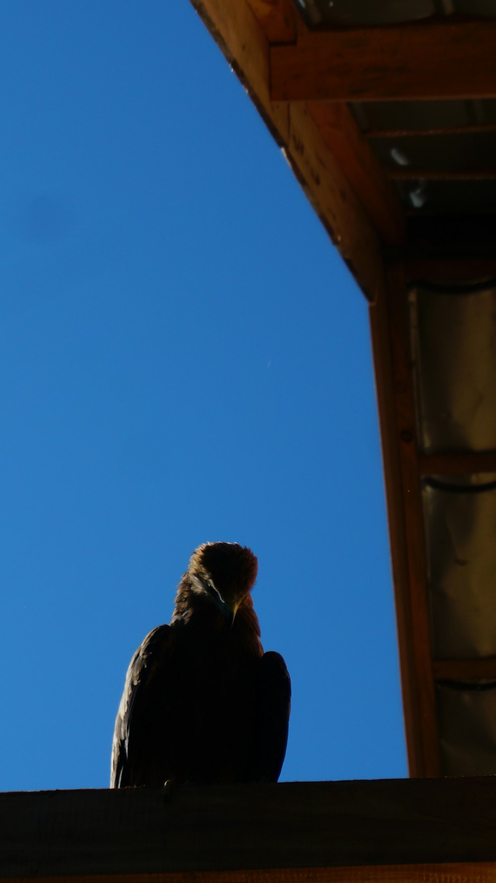 brown owl on brown wooden frame during daytime